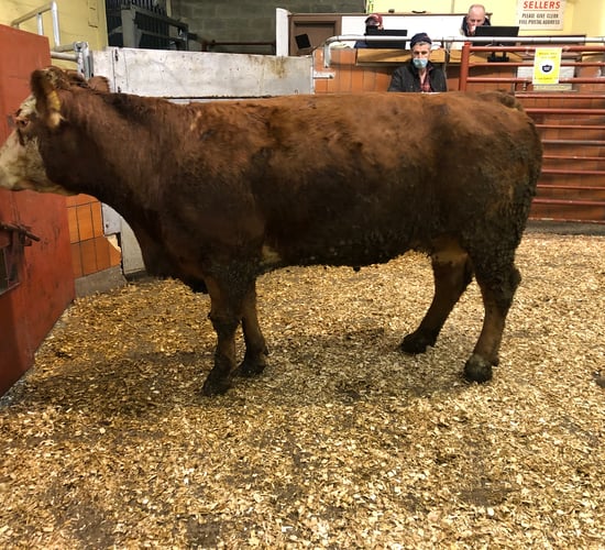 Cattle marts: Dry cow trade moves up a gear in Carnew and Dowra