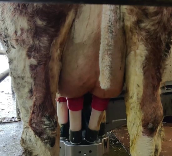 'We felt we would only get a few years out of a second-hand parlour, so we put in a robot'