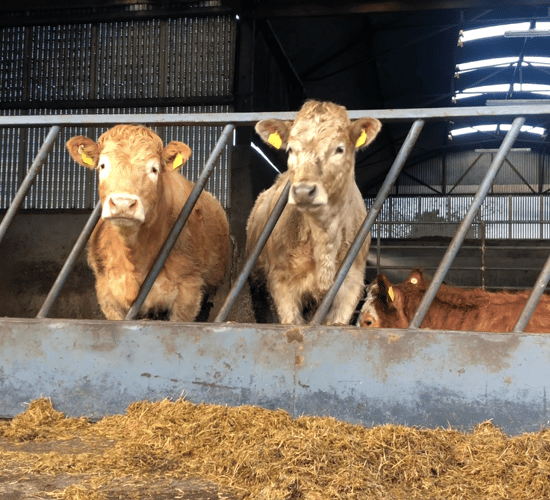 Managing weanlings and cows until turnout to grass