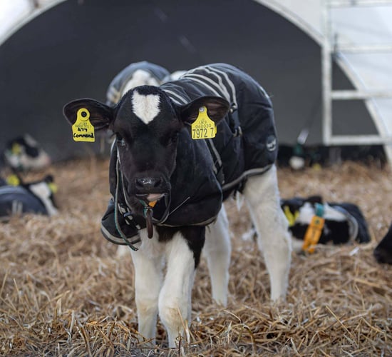 Accelerated milk replacer rates will boost calves' life-long milking ability