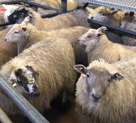 58kg hoggets hit €164/head at Corrin Mart on Monday