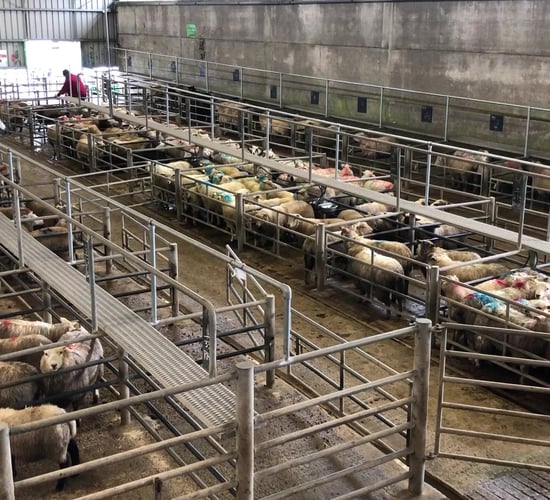 Pics from the mart: Hoggets stronger by €4-5/head across the board at Ennis Mart