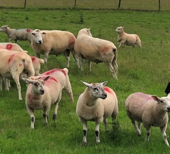 Ewe-reka is the key to healthy lambs