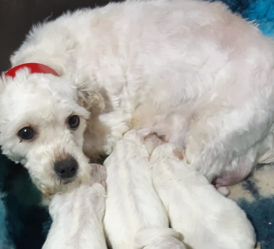 62 dogs surrendered as illegal breeding establishment is discovered in Offaly