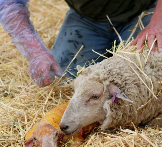 1 in 4 veterinary professionals say they put in more than 60 hours a week