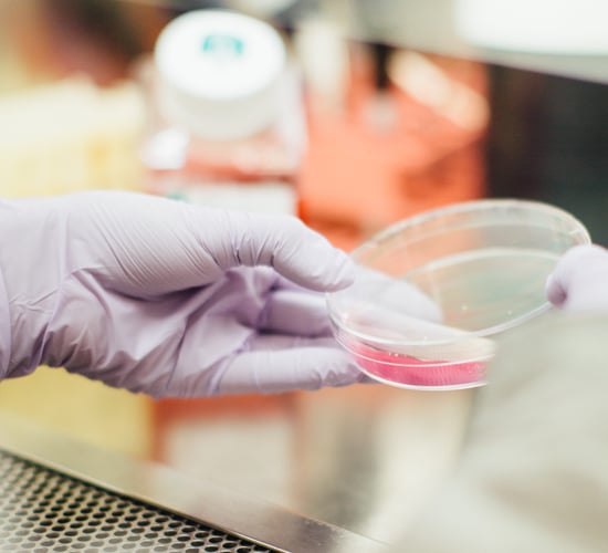 Teagasc researching use of bacterial viruses in securing future of food production