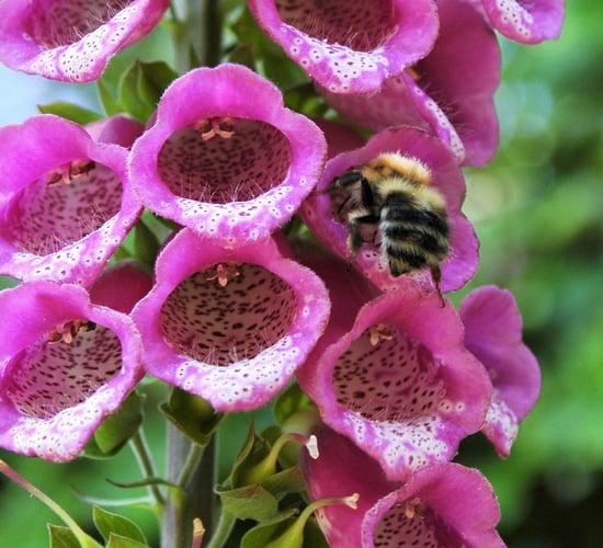 'Some 50 years ago, our farms were pollinator havens'