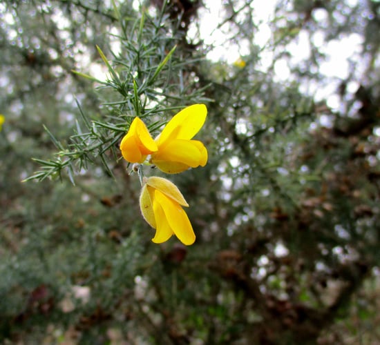 'Horses for gorses': Hen Harrier Project running mob grazing trial to manage gorse