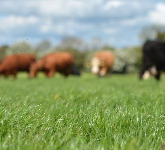 Get your grazing plan into action