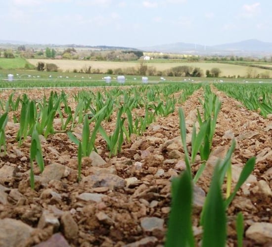 Developing an integrated pest management strategy on your tillage farm