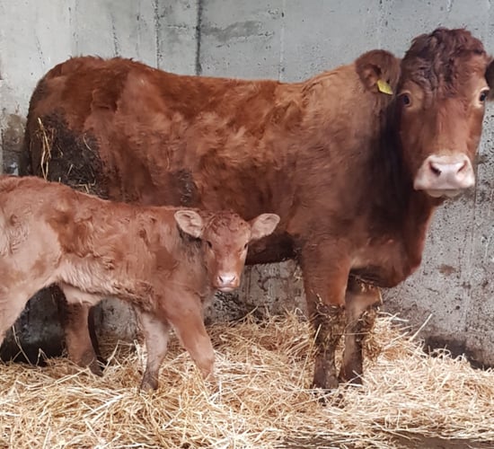 Calving the suckler cow successfully