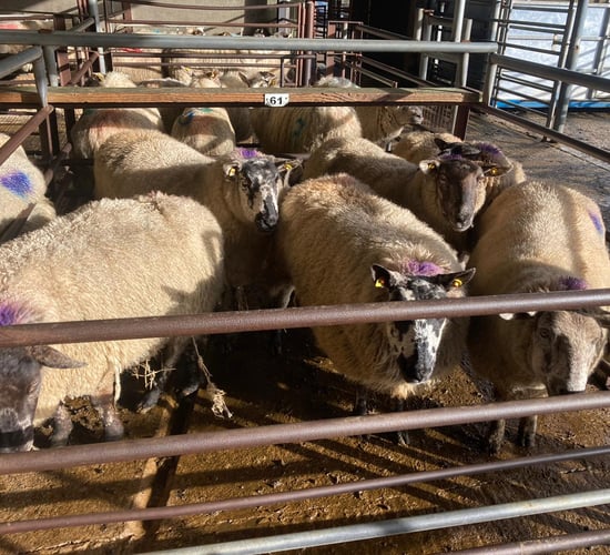 Dispersal sale of in-lamb ewes at Dowra sell up to €245/head