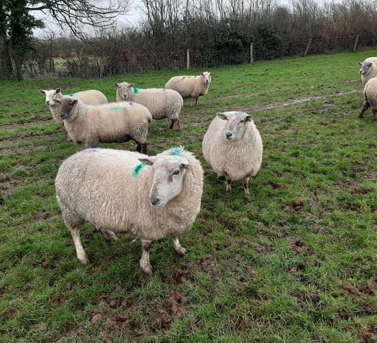 Dispersal sale of 150-ewe flock at Tullow make up to €230/head