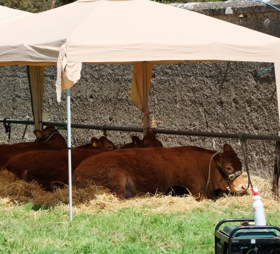 Mullingar Agricultural Show cancels proceedings for 2021