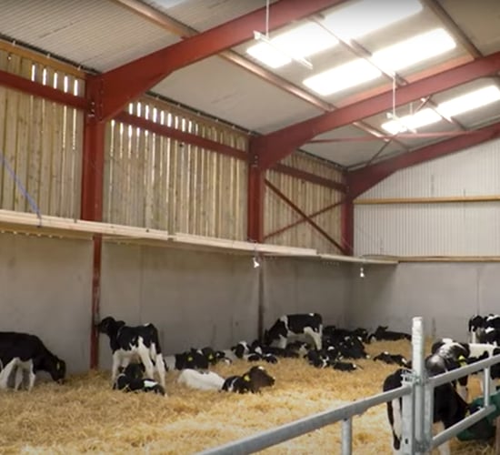 Perfecting conditions within calf housing this spring