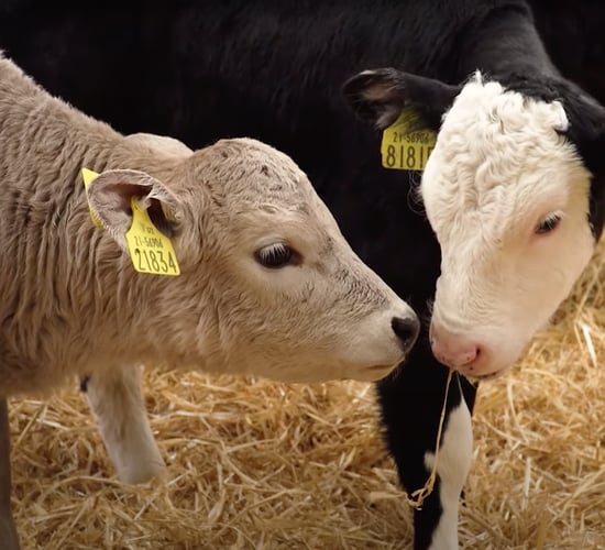 Best practice for administering vaccines to calves