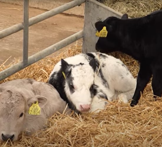 Reducing antibiotic usage by following a herd health plan