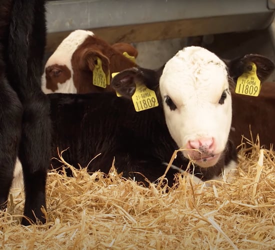 What questions should you be asking when sourcing calves off-farm?