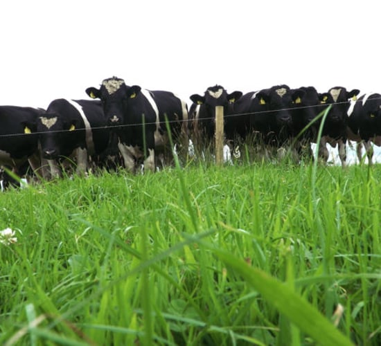 Green Acres: Reviewing breed kill-out performance in 2020