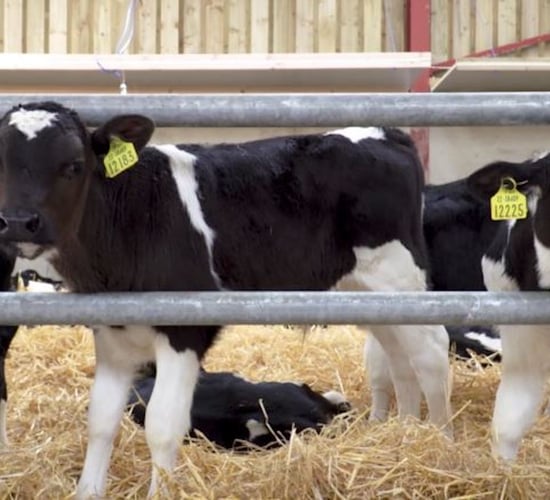 Teagasc develops 2 new calf-rearing contract agreement templates