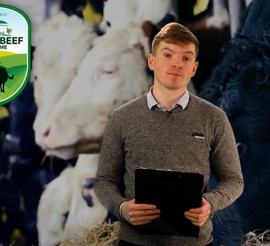 The Calf Show - Thursday - Weaning calves and getting them ready for turnout