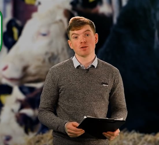 The Calf Show - Tuesday - Calf feeding and maintaining hygiene