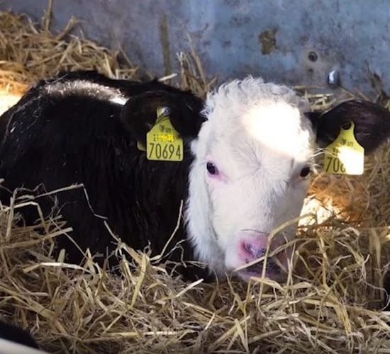 This year's calf registrations heading towards 700,000