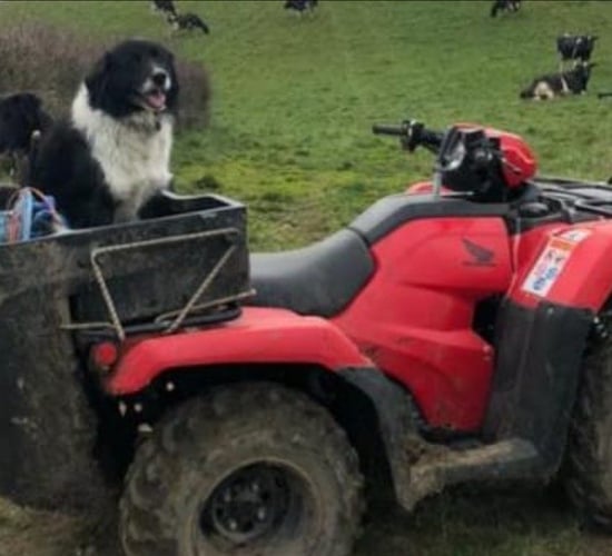 Quad stolen from farmyard in overnight raid