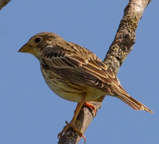 'Far from controversial': Corn Bunting reintroduction spoken about 'gently' in conservation circles