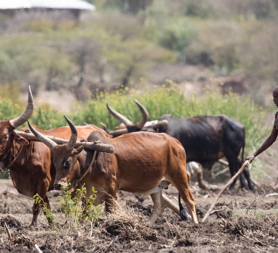 €12.5m in Irish Aid funding announced for farmers in developing countries