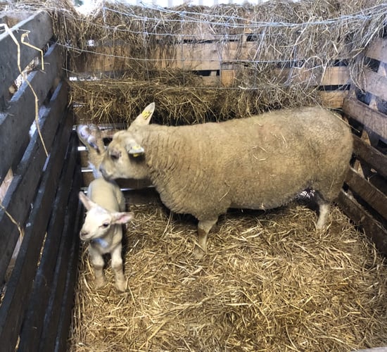 Hygiene: Getting the basics right this lambing season
