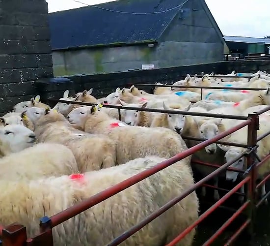 Clearance sale of Cheviot ewes sell up to €340/head at Tullow Mart