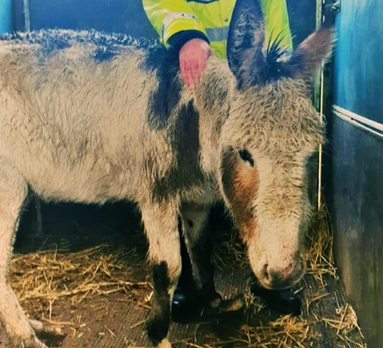 'Distressed' donkey abandoned in field prompts animal cruelty investigation