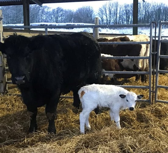 Successful embryo transfer gives hope for one of the UK's rarest semi-wild cattle breeds