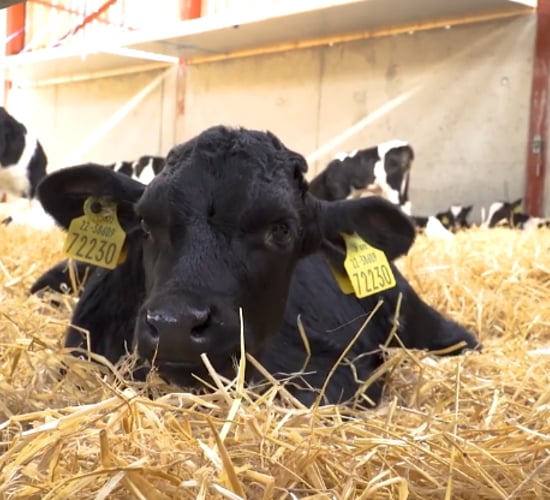 Episode 3 of 'The Calf Show' series is now live - Calf health and vaccinations