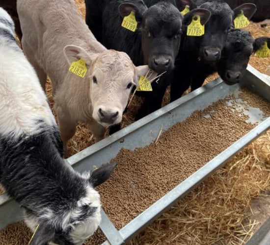 Dairy Beef Index: What do calf-to-beef farmers need to know?