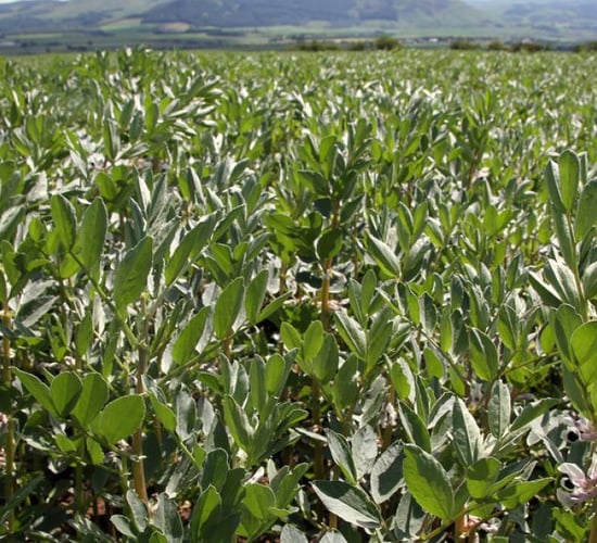 Webinar to explore practicalities of protein crops for NI dairy sector
