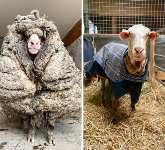 Rescued wild sheep in Australia is shorn of its 35kg fleece