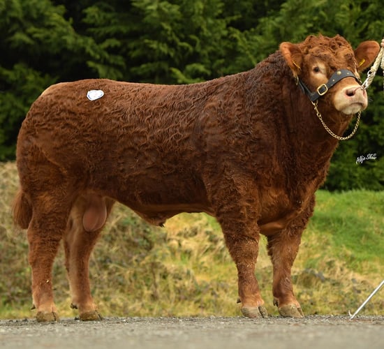 Limousins topped at 6,800gns in Dungannon