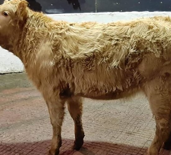 'Strong trade for weanling heifers' at Monaghan day sale in Mohill Mart