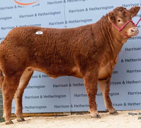 Limousin heifer with Irish genetics sells for record breaking 250,000gns