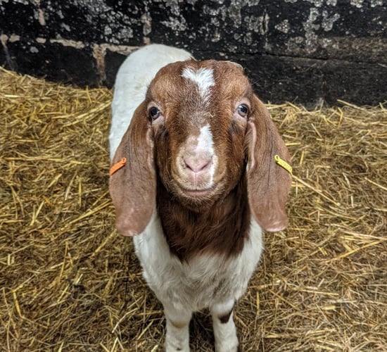 No kidding: Farm makes €56,000 offering 'virtual goats' for video calls