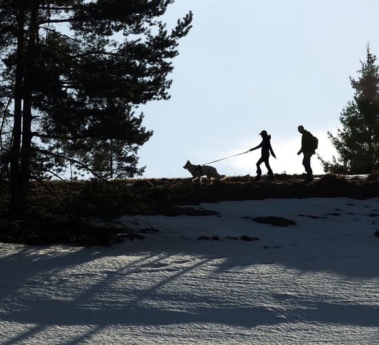 ICSA issues plea to dog owners following Wexford attacks