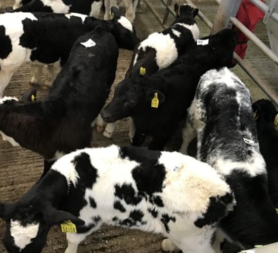Calf trade: An ease back in prices as numbers jump in marts