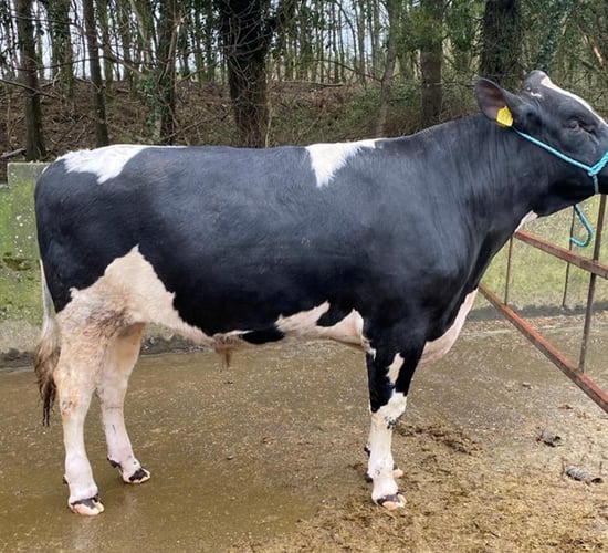 Prices reach €2,550 at Carnaross dairy sale