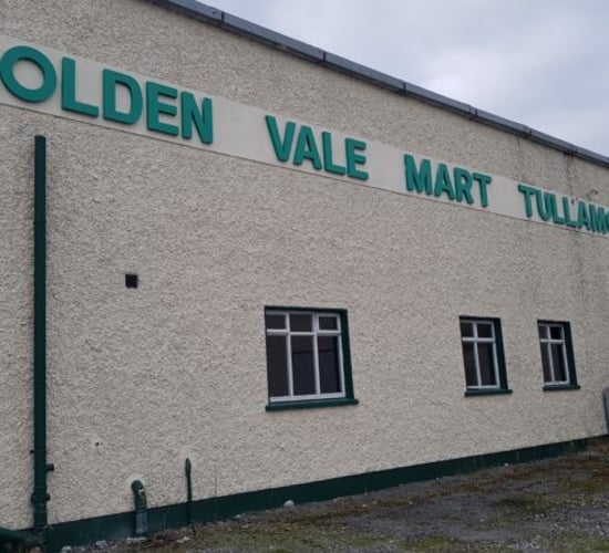 Hoggets reach €161/head at Tullamore Mart