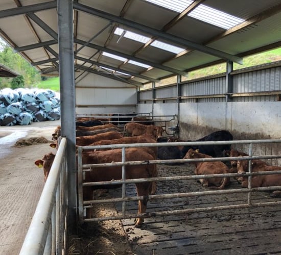 Signs of poor ventilation in sheds: What should I be keeping an eye out for?