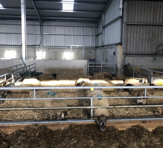Twin lamb disease: What can I do to avoid this occurring?