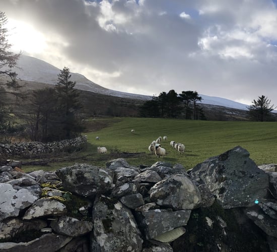 Improving hill flock productivity and profitability in Donegal