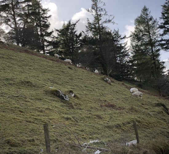 First of 2 virtual Teagasc Hill Sheep Conferences taking place this evening